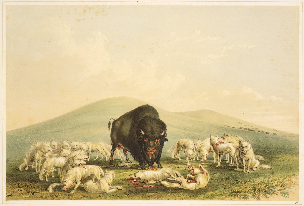Buffalo Hunt: White Wolves Attacking Buffalo Bull by George Catlin
