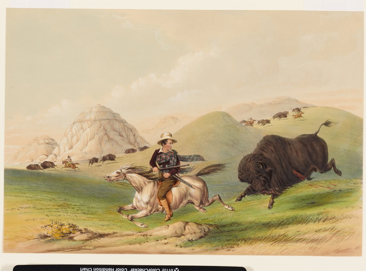 Buffalo Hunt, Chasing Back by George Catlin