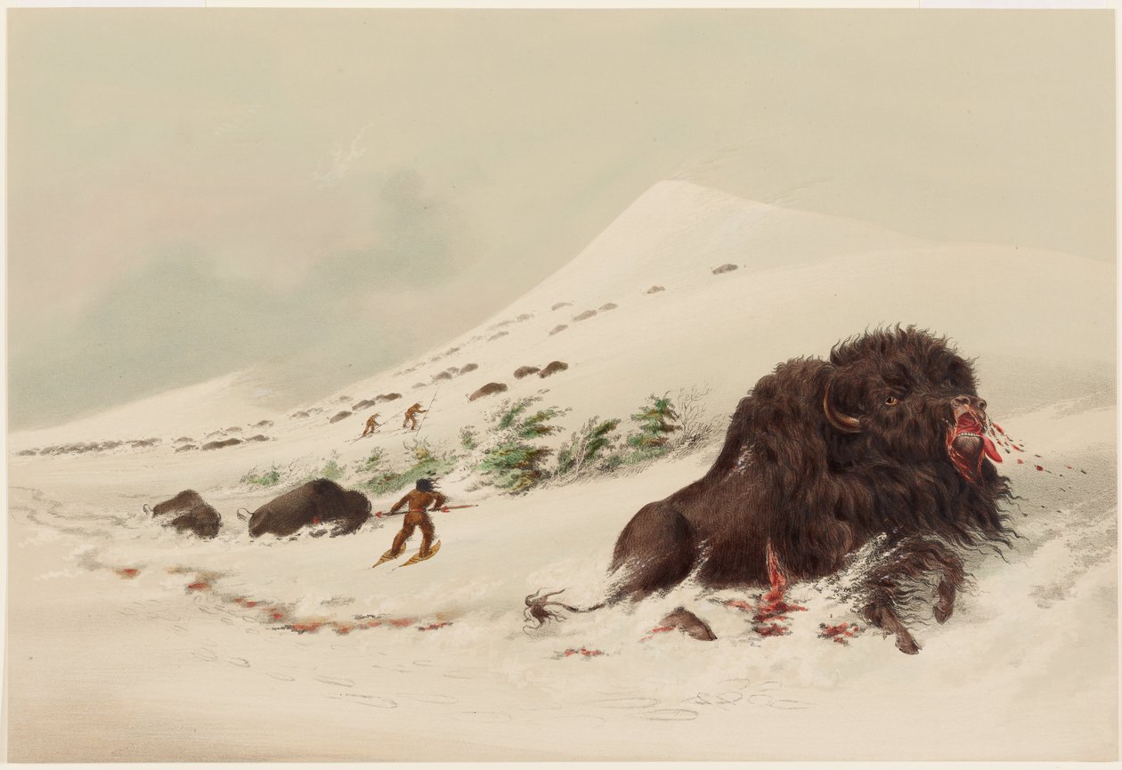 Buffalo Hunt, Dying Buffalo Bull, in Snow Drift by George Catlin