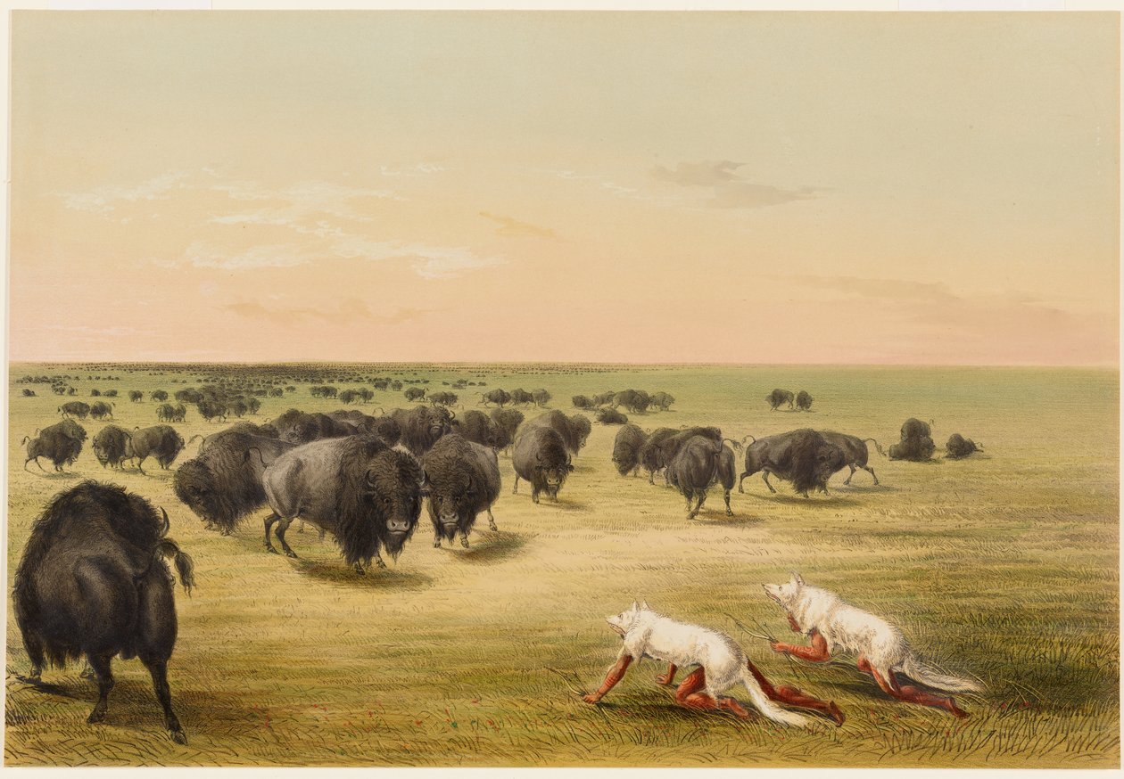 Buffalo Hunt, Under the White Wolf Skin by George Catlin