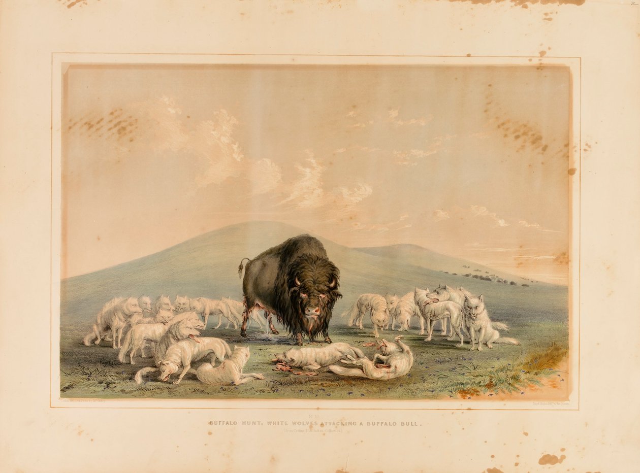 Buffalo Hunt, White Wolves Attacking a Buffalo Bull by George Catlin
