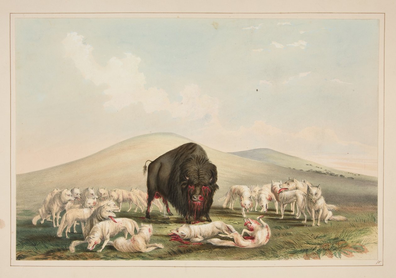 Buffalo Hunt, White Wolves Attacking a Buffalo Bull, Plate 10 from the North American Indian Portfolio by George Catlin