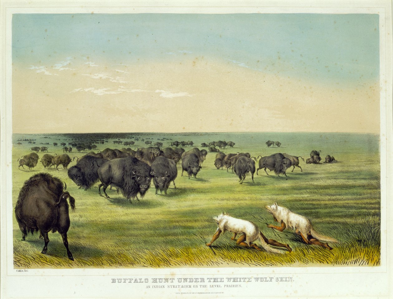 Buffalo Hunt under the White Wolf Skin by George Catlin