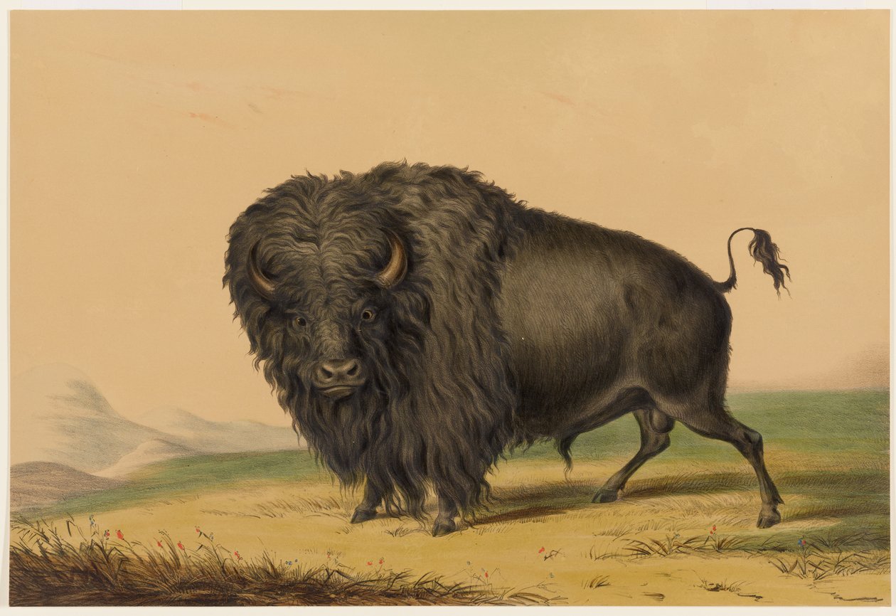 The American Buffalo by George Catlin