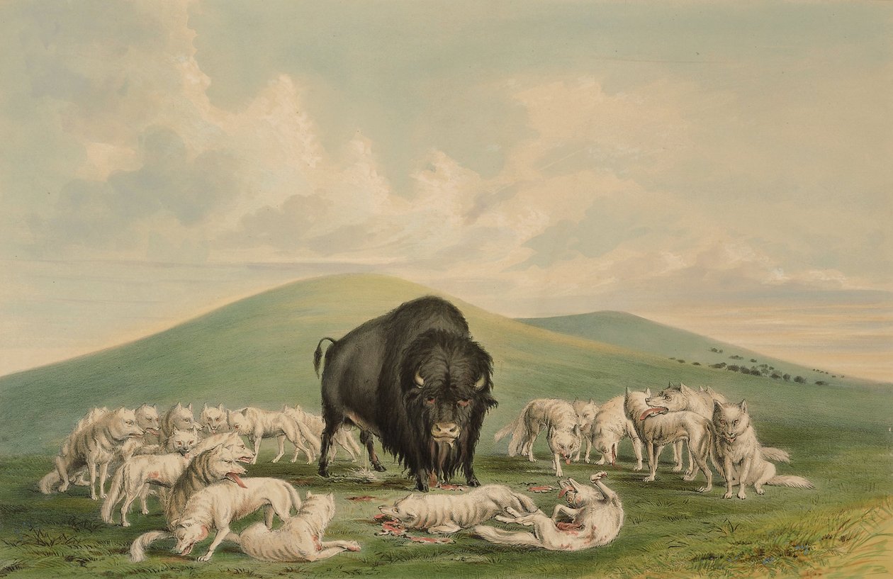 White Wolves Attacking a Buffalo Bull by George Catlin