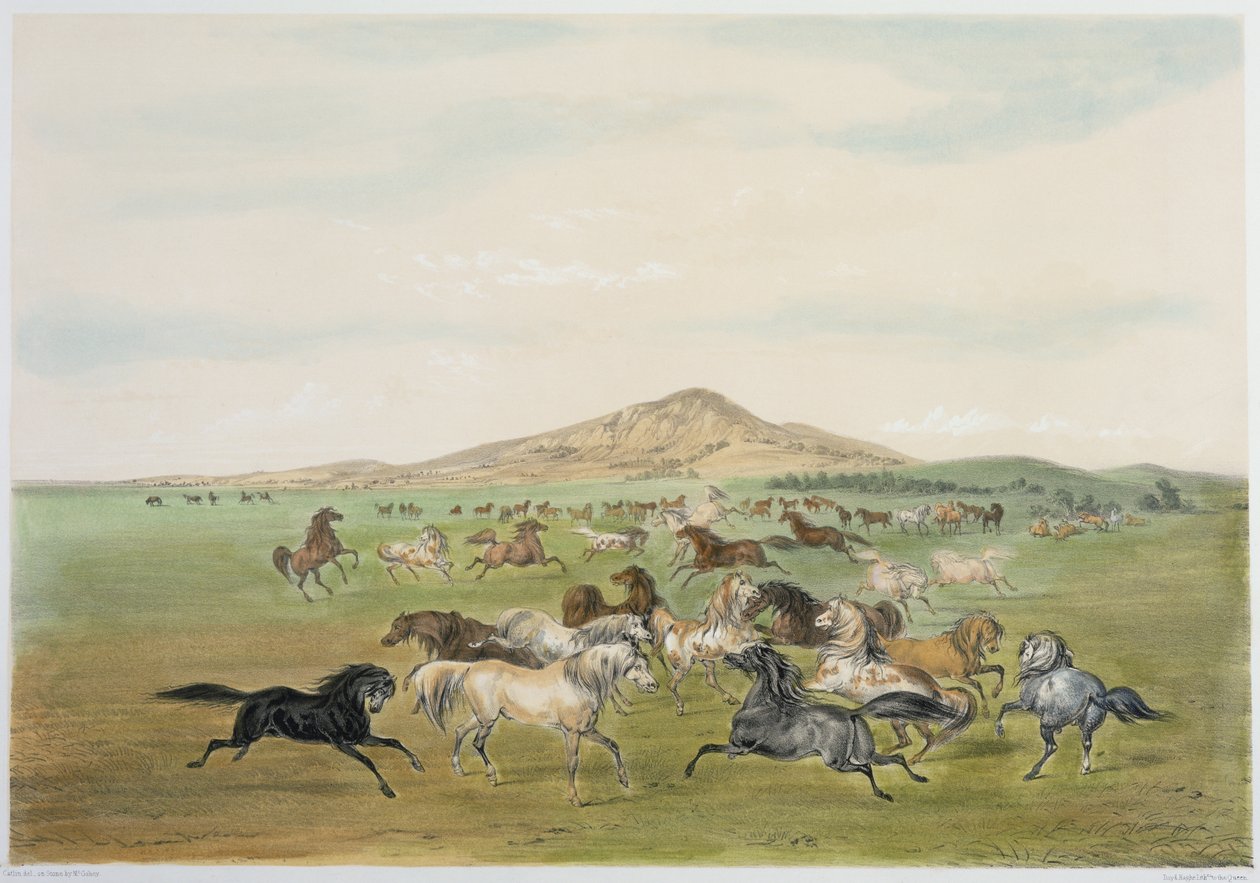 Wild Horses at Play by George Catlin