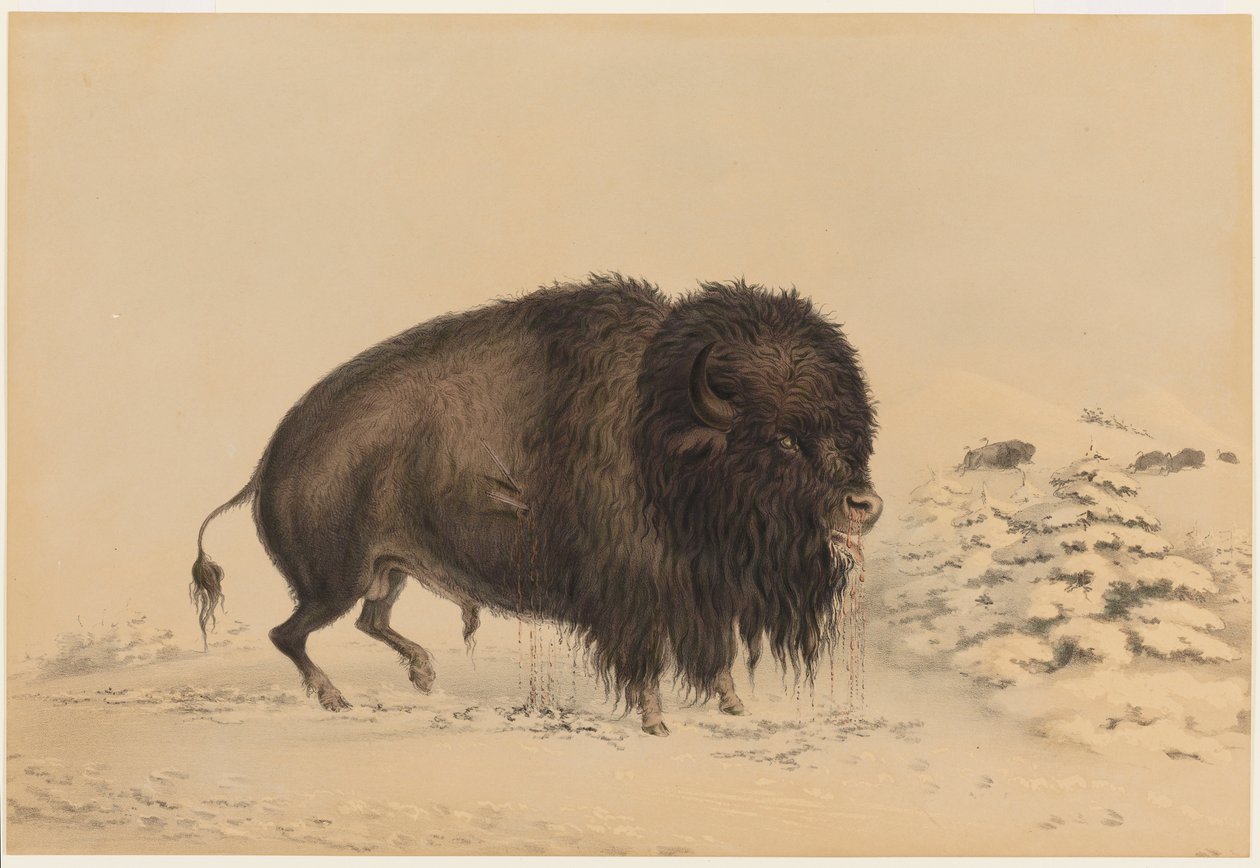Wounded Buffalo Bull by George Catlin