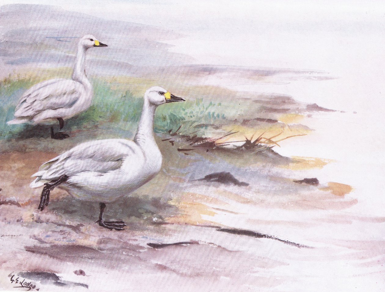 Bewick