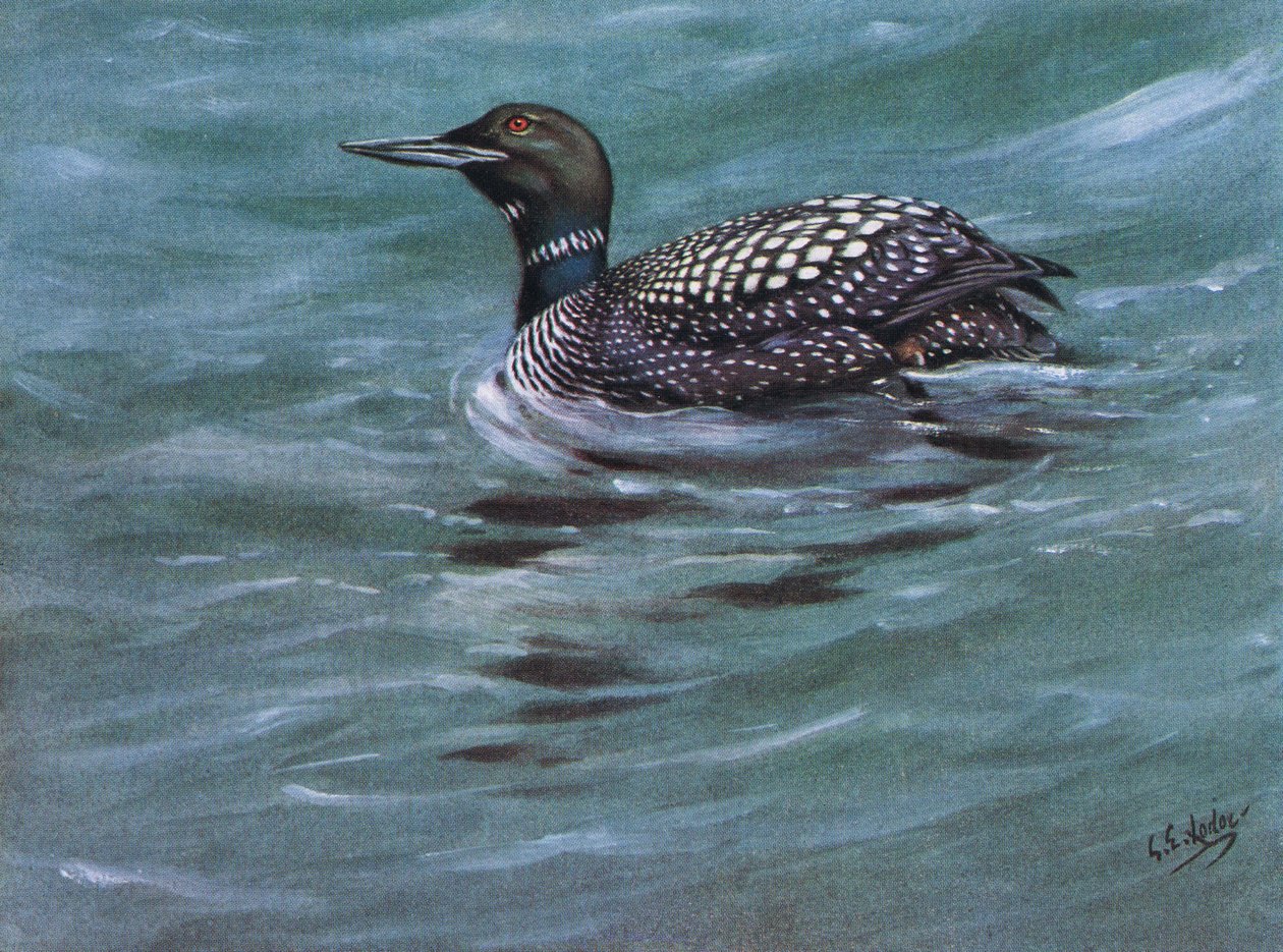Great Northern Diver by George Edward Lodge