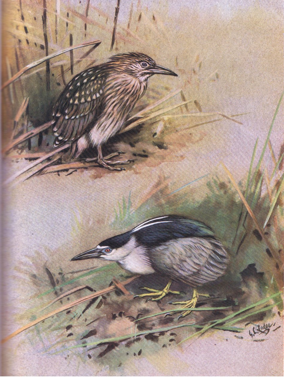Night Heron by George Edward Lodge