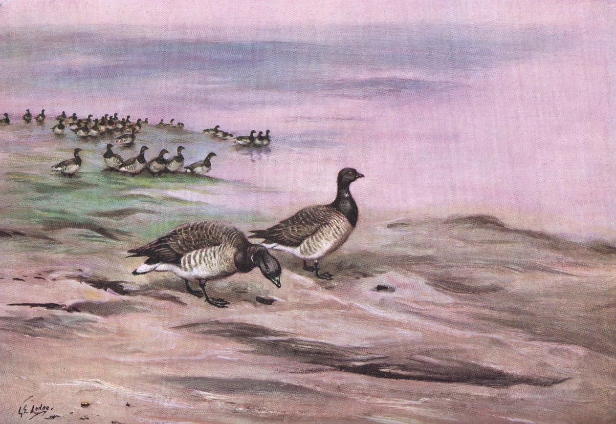 Pale Bellied Brent Goose by George Edward Lodge