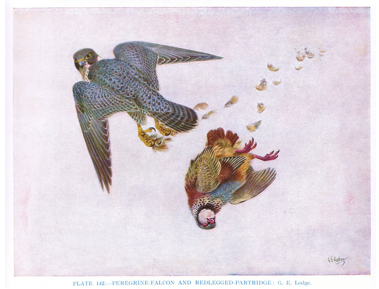 Peregrine Falcon and Red Legged Partridge, illustration from 