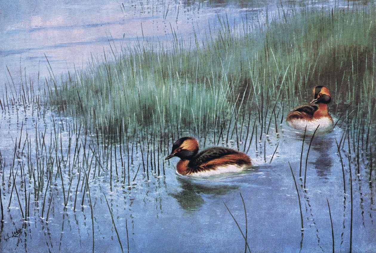 Slavion or Horned Grebe by George Edward Lodge