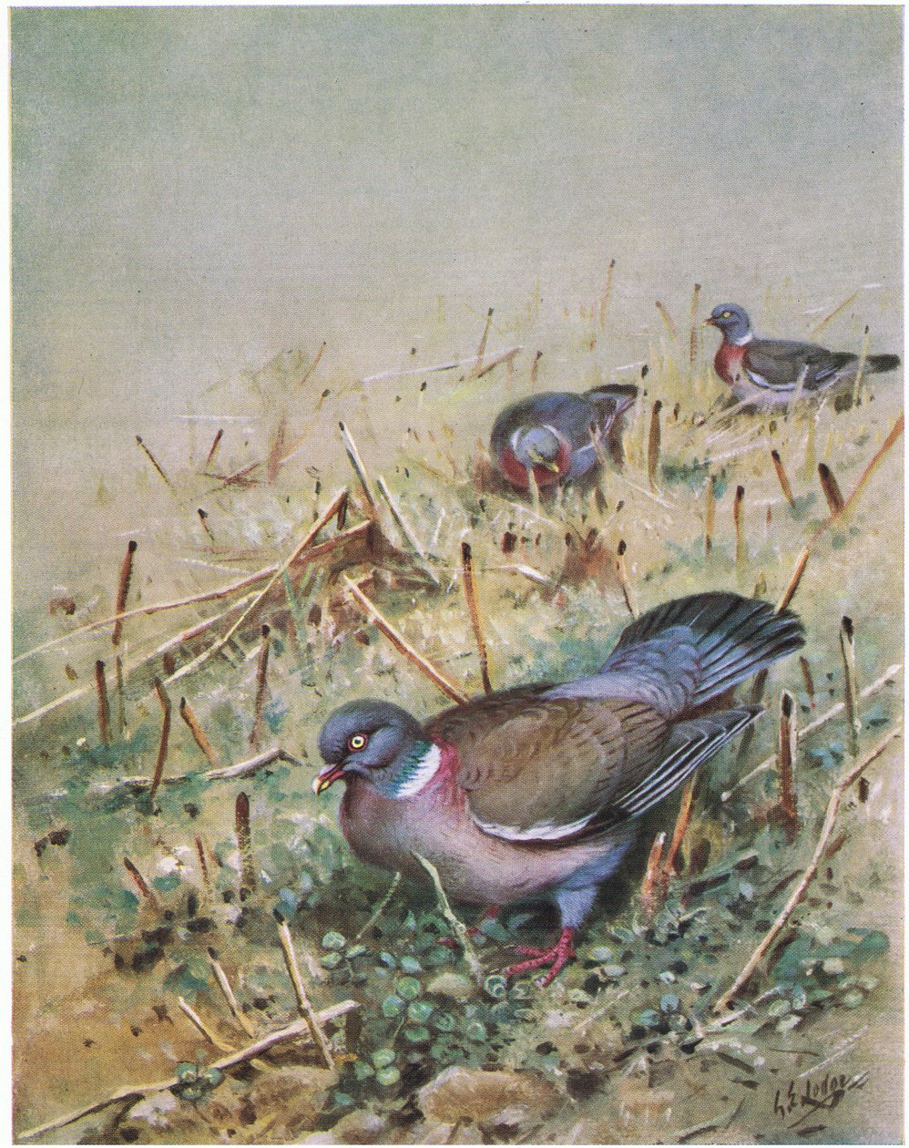 Wood Pigeon by George Edward Lodge