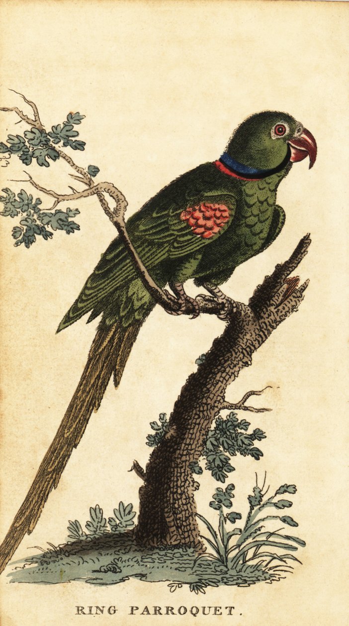 Alexandrine Parakeet, Psittacula Eupatria (engraving) by George Edwards