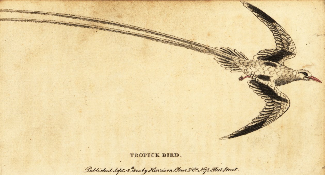 Red-Billed Tropicbird, Phaethon Aethereus (1800) by George Edwards