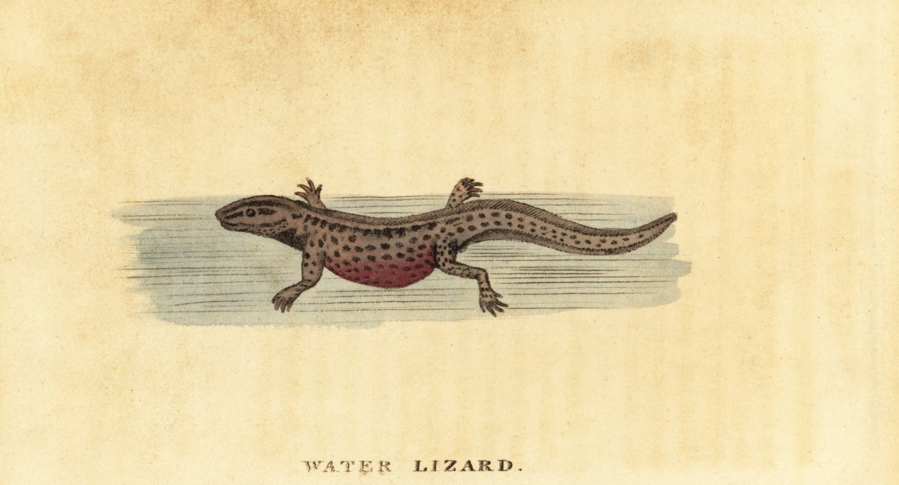 Smooth Newt, Lissotriton vulgaris (engraving) by George Edwards