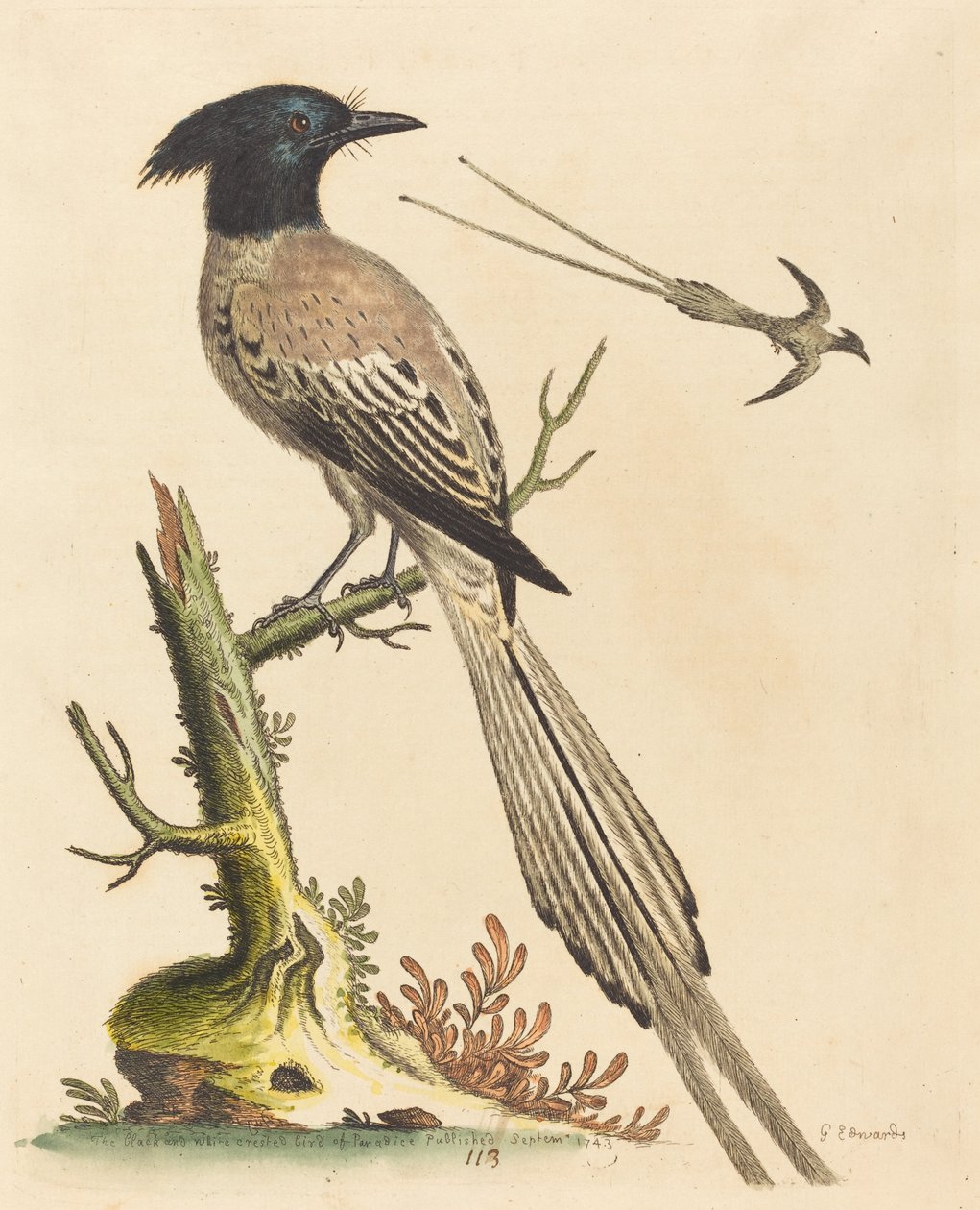 The Black and White Crested Bird of Paradise by George Edwards