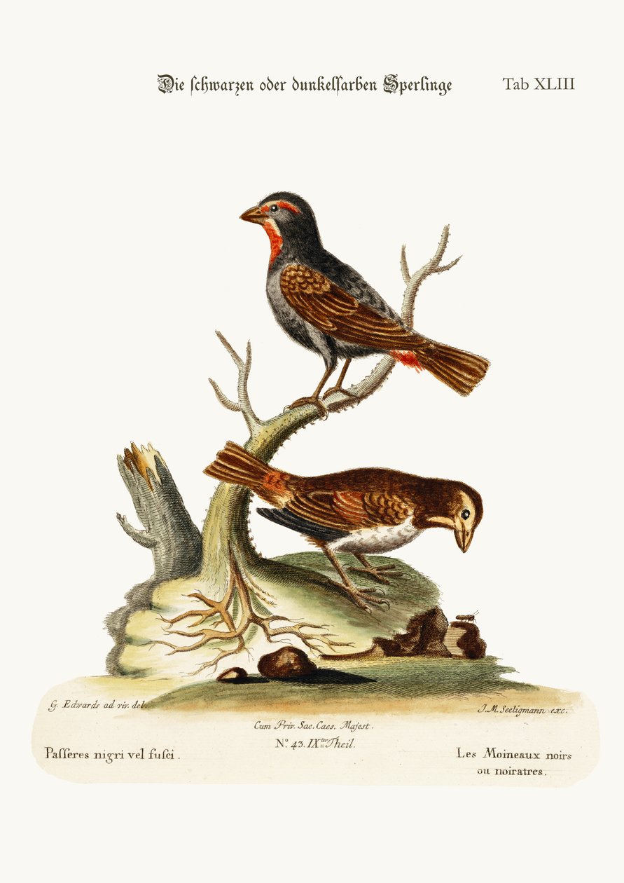 The Black or Dusky Sparrows, 1749-73 by George Edwards