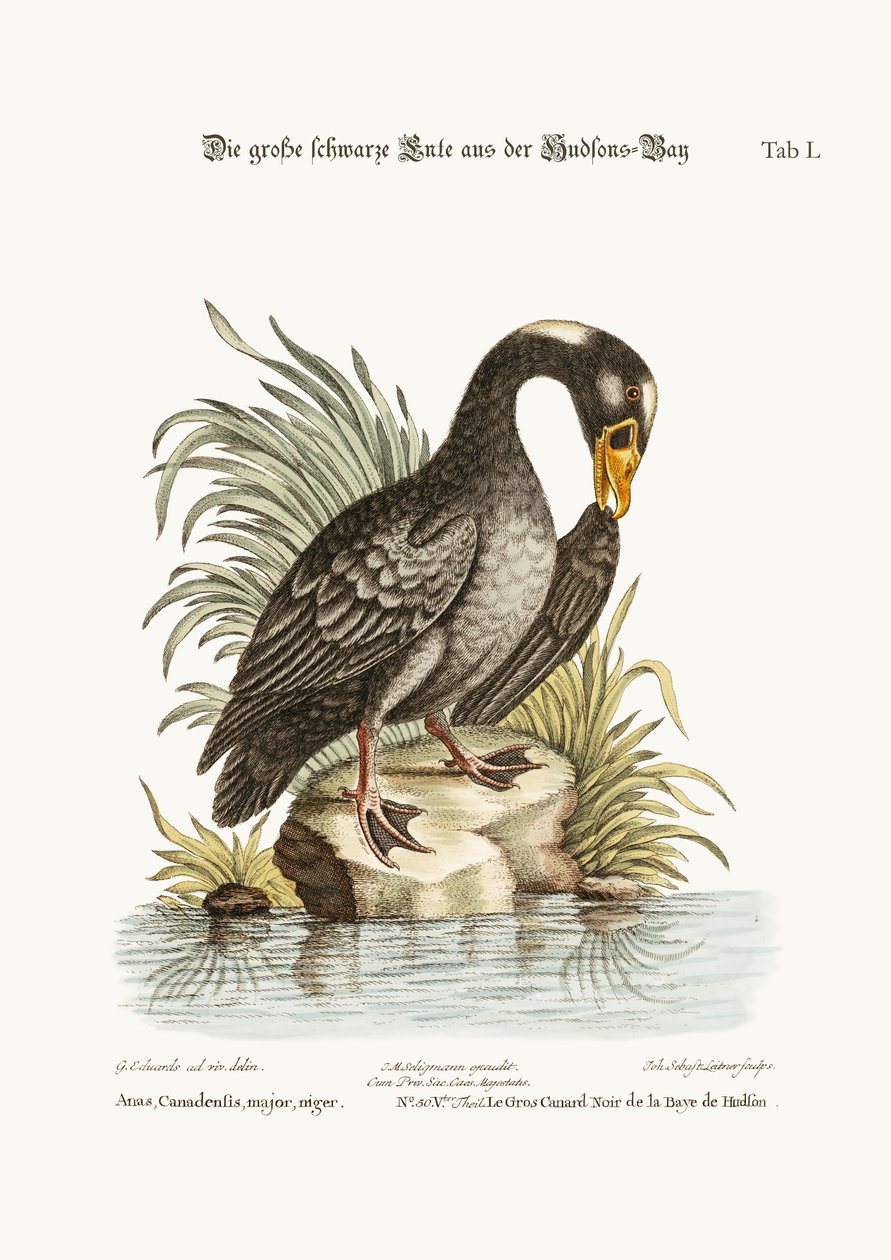 The Great Black Duck from Hudson