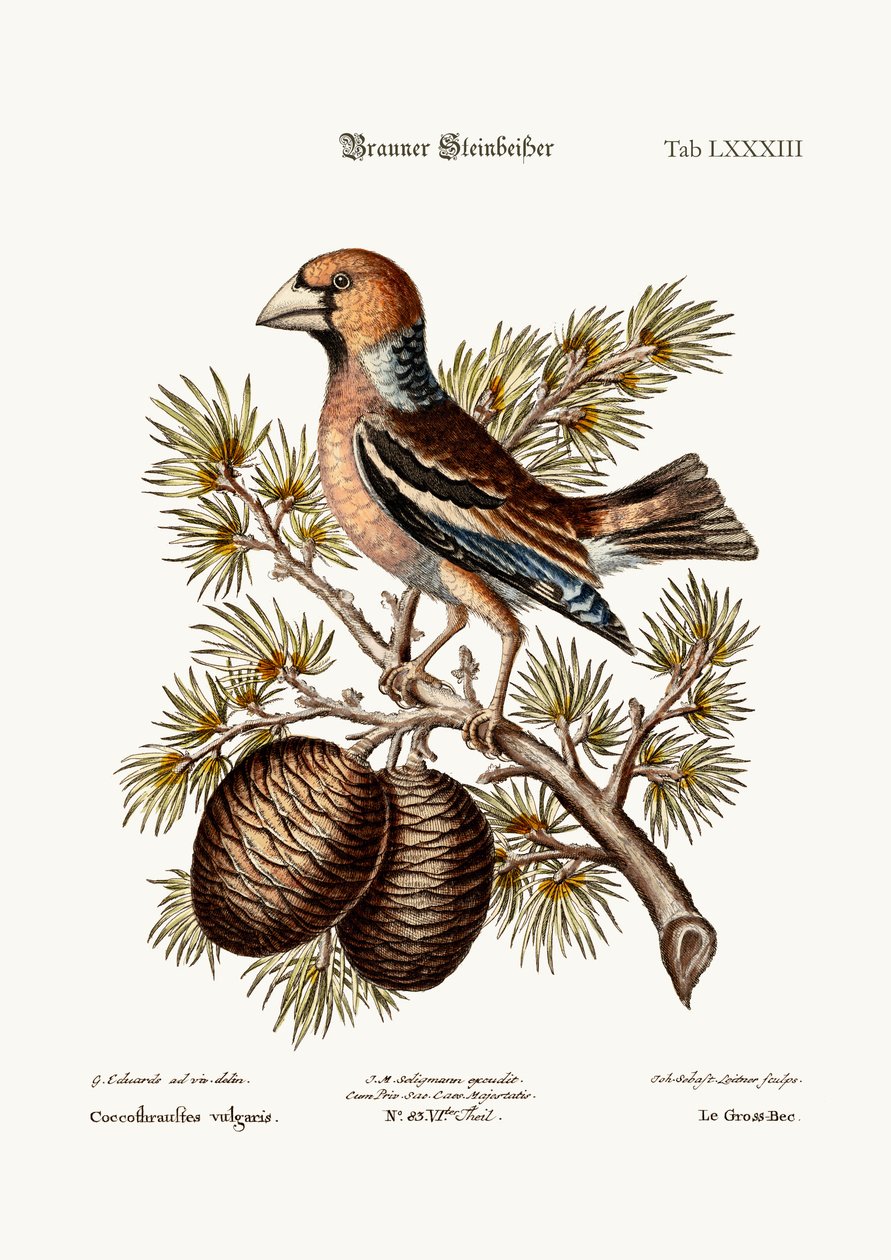 The Gros-Beak or Haw-Finch by George Edwards