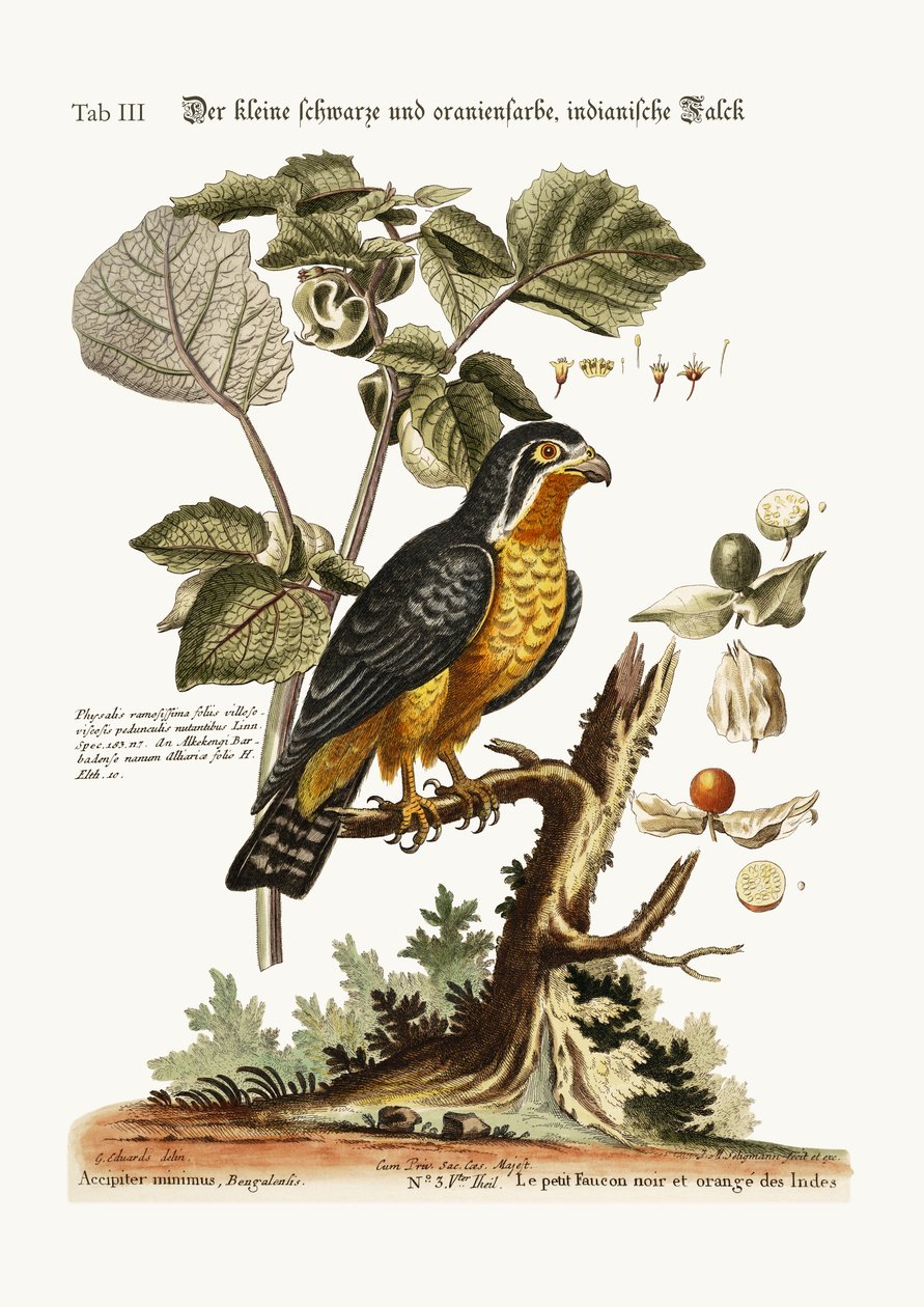 The little Black and Orange-coloured Indian Hawk by George Edwards