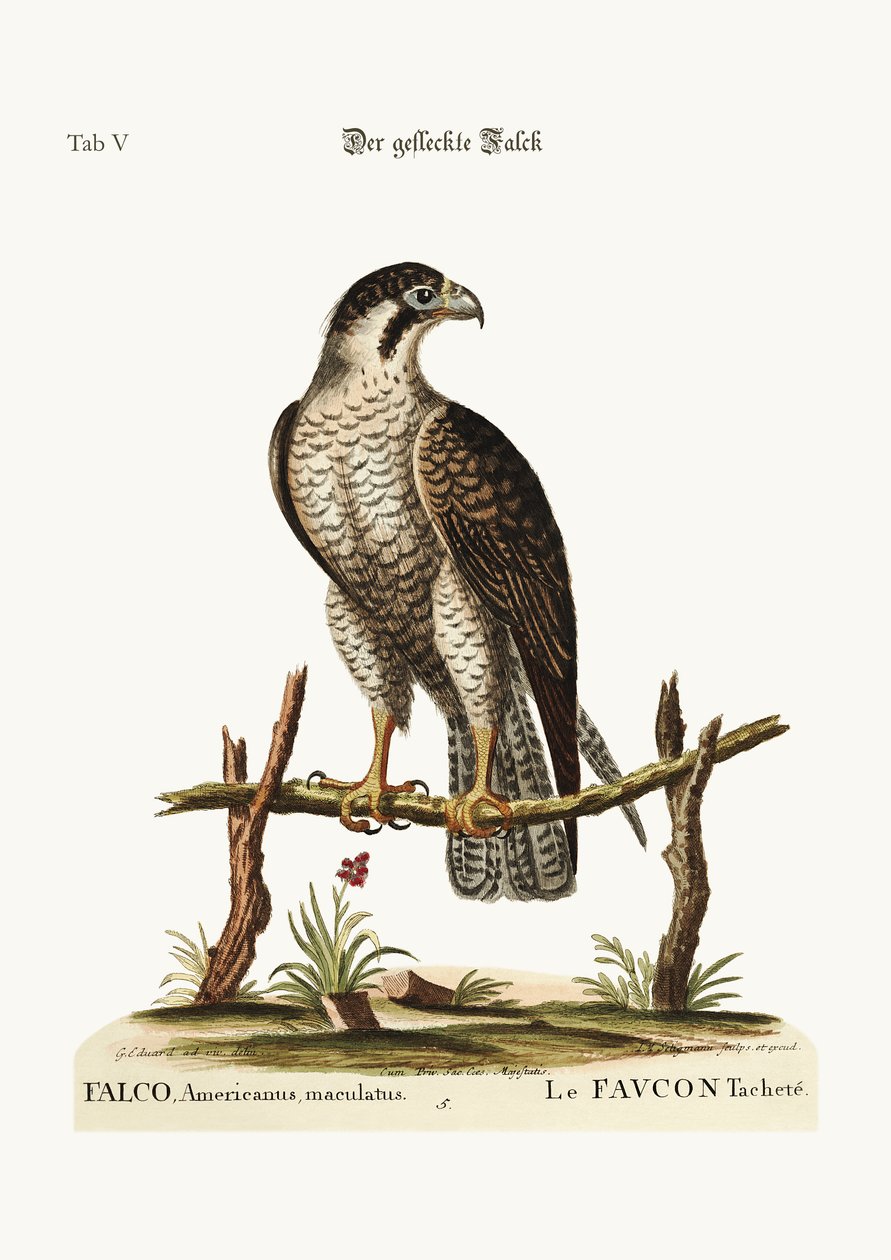 The spotted Hawk or Falcon by George Edwards