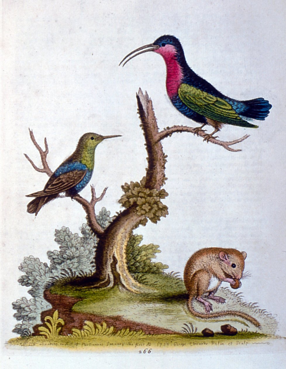 Watercolour Illustration from a Book of Rare Birds by G Edwards 1750 by George Edwards