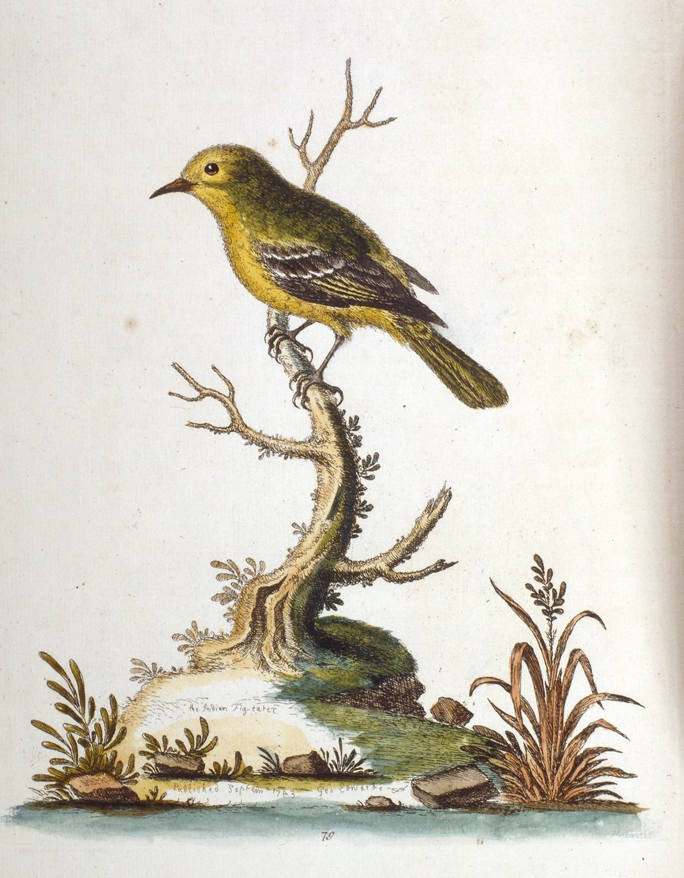 Watercolour Illustration from a Book of Rare Birds by G Edwards 1750 by George Edwards