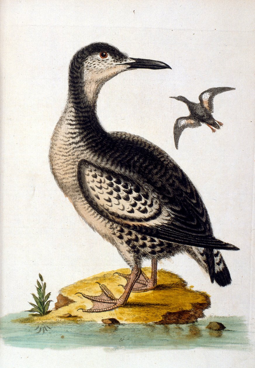 Watercolour Illustration from a Book of Rare Birds by G Edwards 1750 by George Edwards