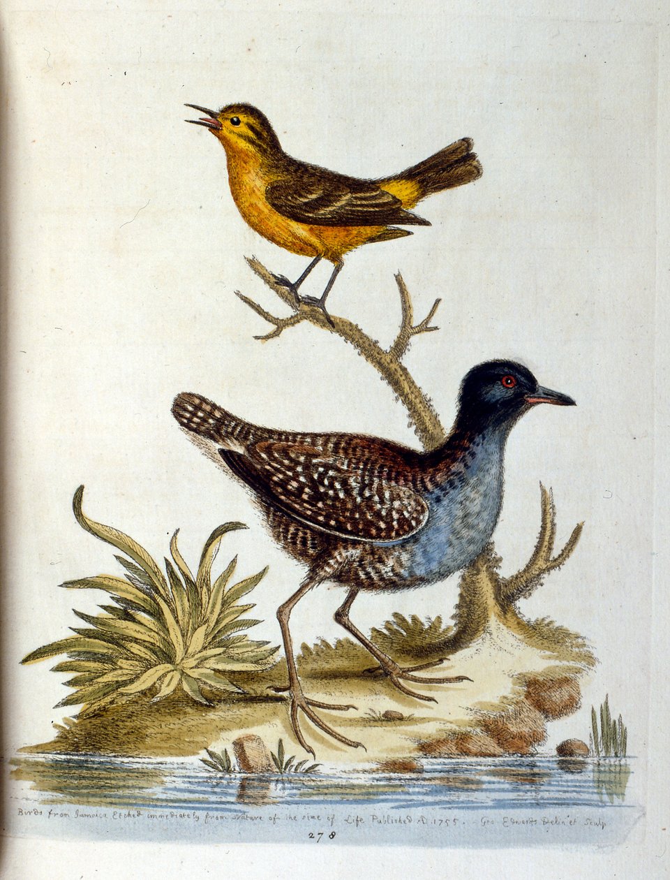 Watercolour Illustration from a Book of Rare Birds by G Edwards 1750 by George Edwards