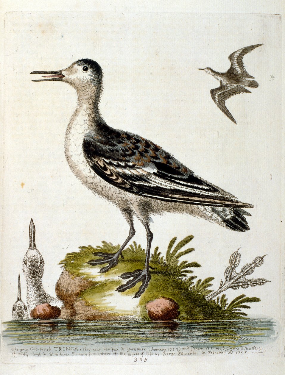 Watercolour Illustration from a Book of Rare Birds by G Edwards 1750 by George Edwards