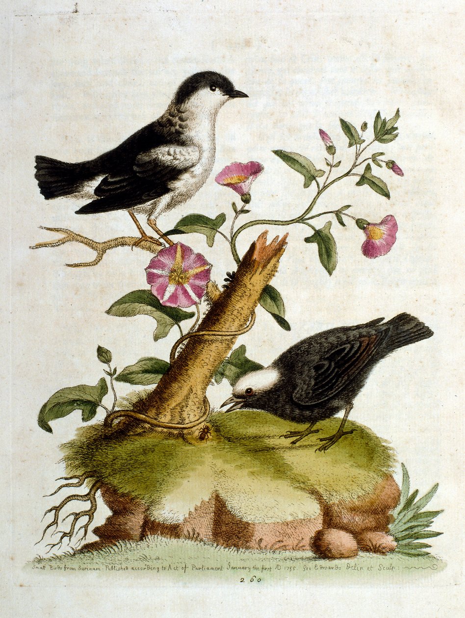 Watercolour Illustration from a Book of Rare Birds by G Edwards 1750 by George Edwards