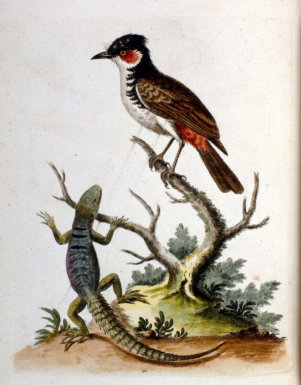 Watercolour Illustration from a Book of Rare Birds by G Edwards 1750 by George Edwards