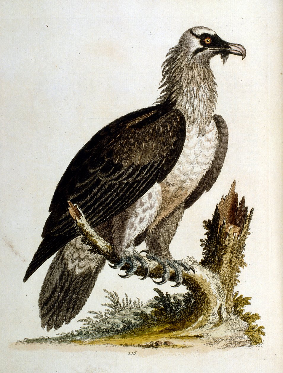 Watercolour illustration from a book of rare birds by G Edwards 1750 by George Edwards