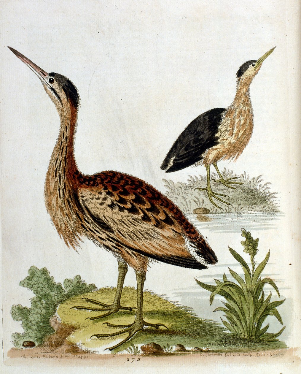 Watercolour illustration from a book of rare birds by G Edwards 1750 by George Edwards