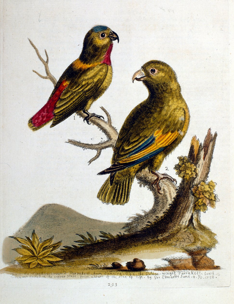 Watercolour illustration from a book of rare birds by G Edwards 1750 by George Edwards