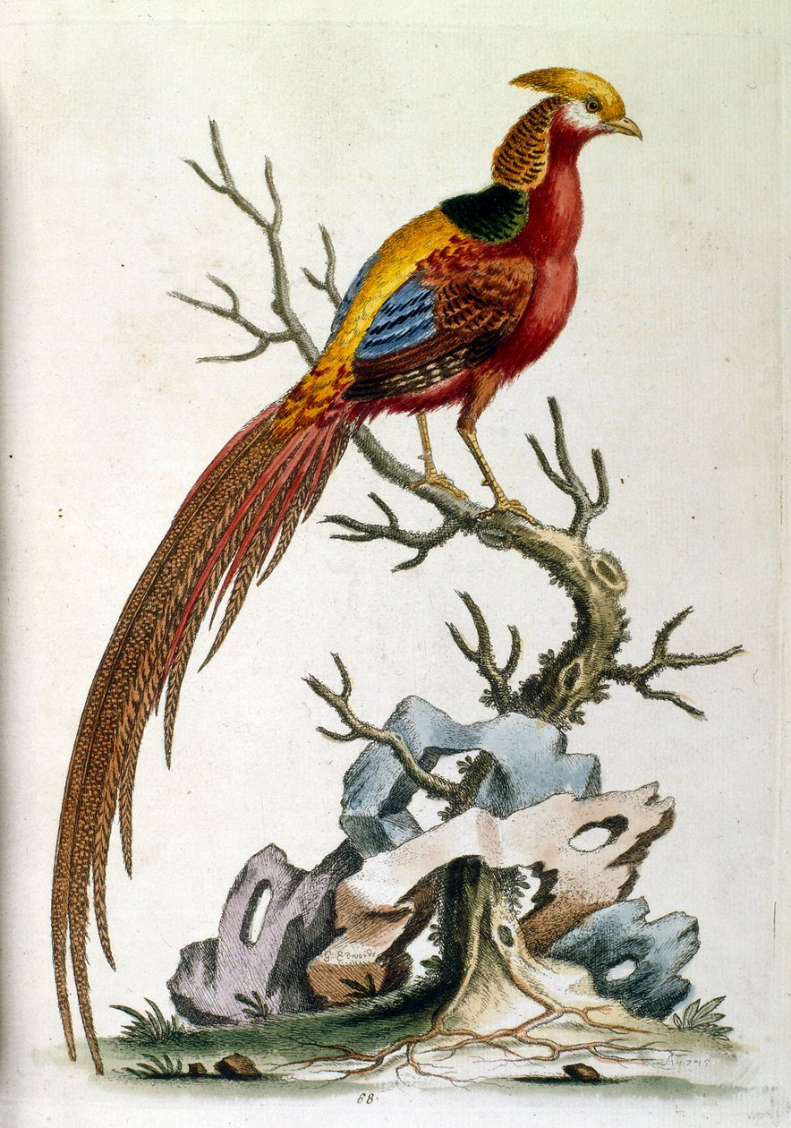 Watercolour illustration from a book of rare birds by G Edwards 1750 by George Edwards