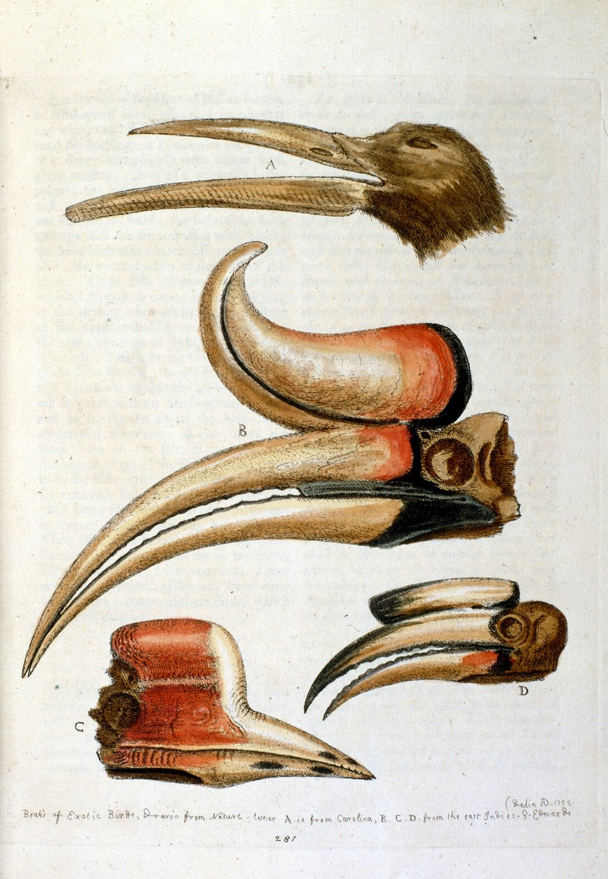 Watercolour illustration from a book of rare birds by G Edwards 1750 by George Edwards