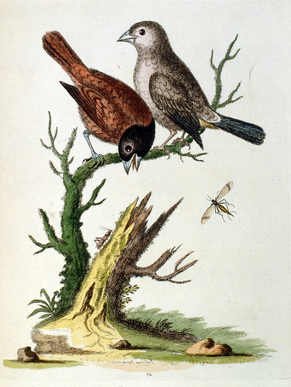Watercolour illustration from a book of rare birds by G Edwards 1750 by George Edwards