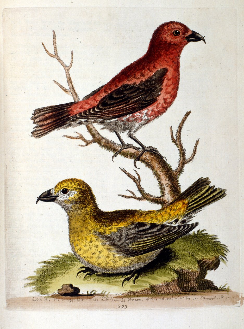 Watercolour illustration from a book of rare birds by G Edwards 1750 by George Edwards