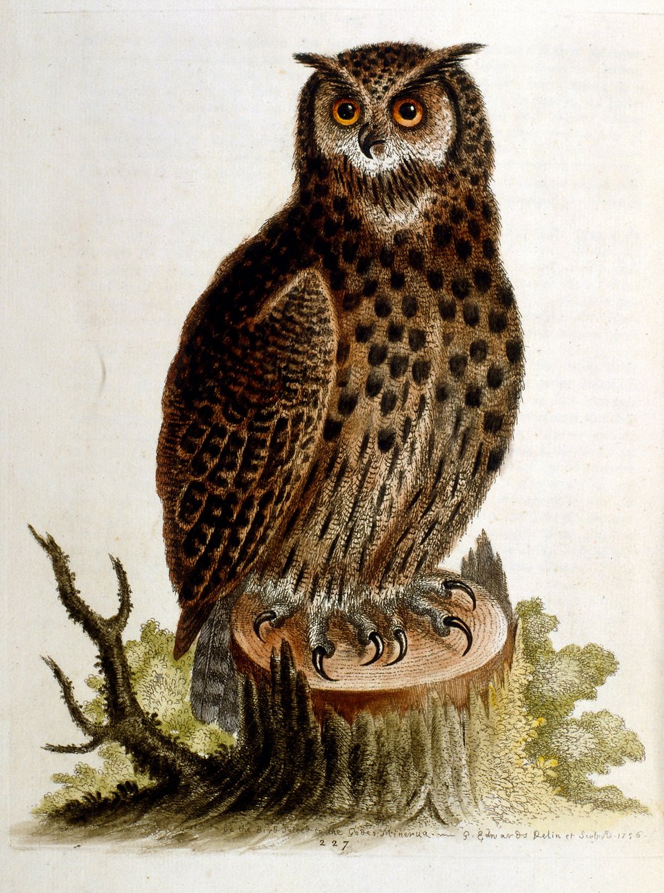 Watercolour illustration from a book of rare birds by G Edwards 1750 by George Edwards