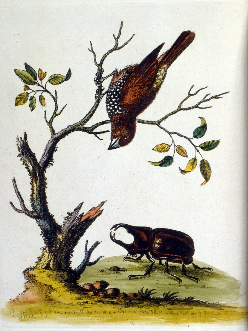 Watercolour illustration from a book of rare birds by G Edwards 1750 by George Edwards