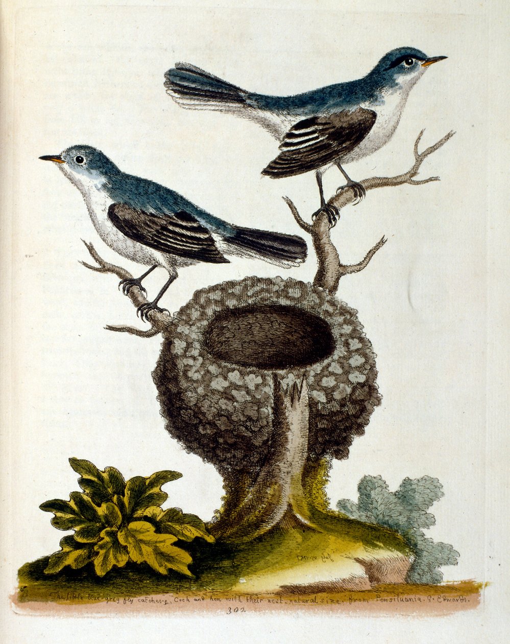 Watercolour illustration from a book of rare birds by G Edwards 1750 by George Edwards