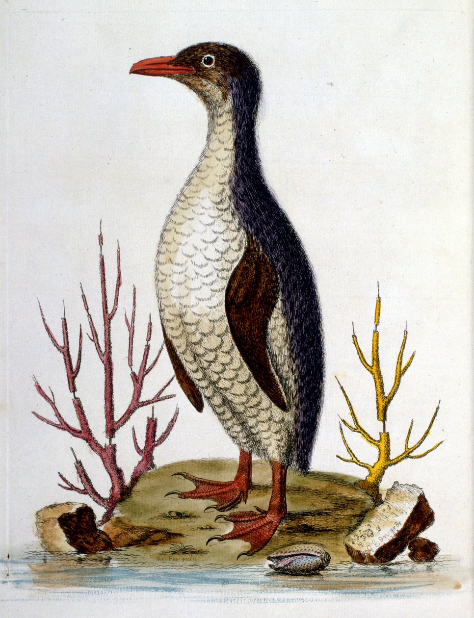 Watercolour illustration from a book of rare birds by G Edwards 1750 by George Edwards
