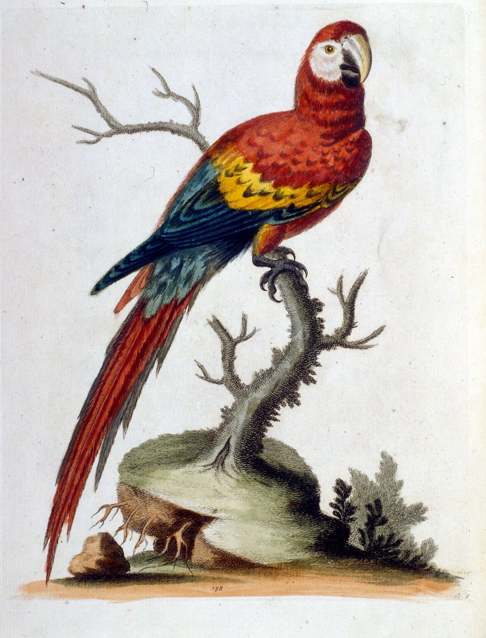 Watercolour illustration from a book of rare birds by G Edwards 1750 by George Edwards