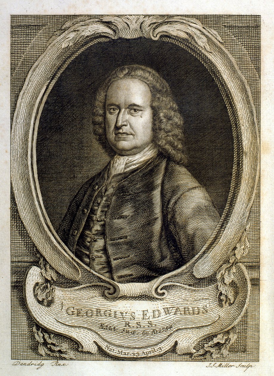 Watercolour illustration from a book of rare birds by G Edwards 1750 by George Edwards