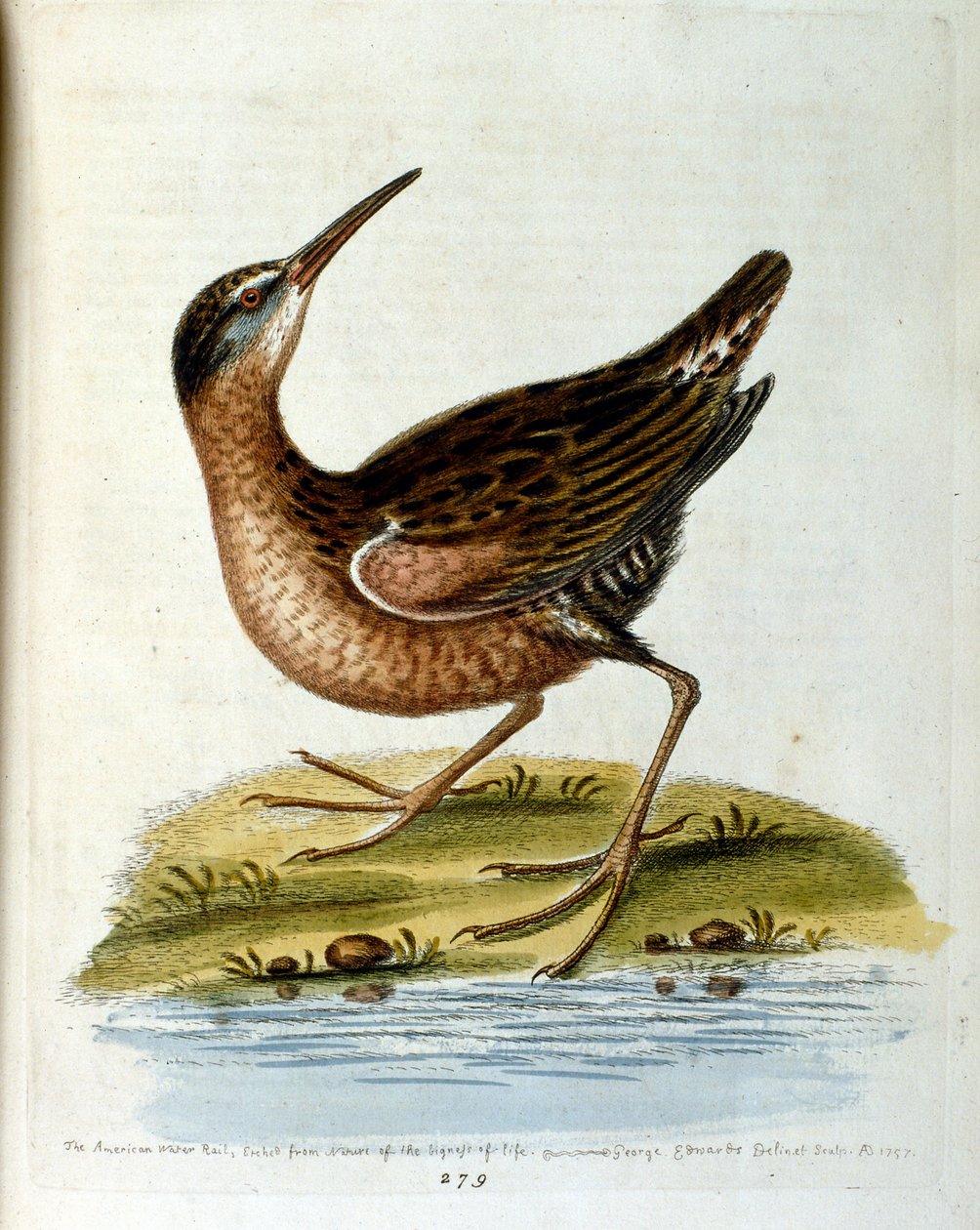 Watercolour illustration from a book of rare birds by G Edwards 1750 by George Edwards