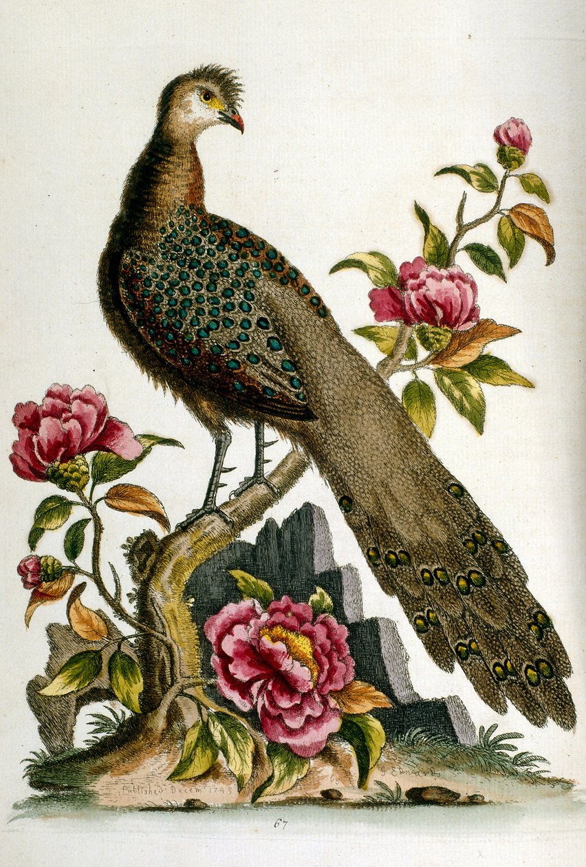 Watercolour illustration from a book of rare birds by G Edwards 1750 by George Edwards