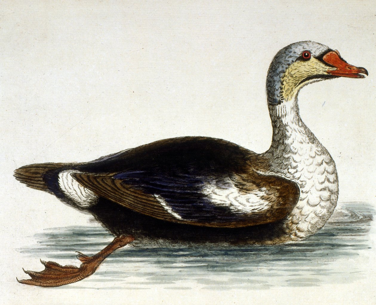 Watercolour illustration from a book of rare birds by G Edwards 1750 by George Edwards